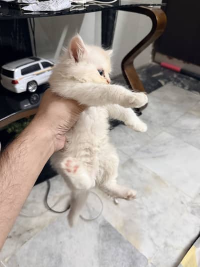 Triple coat kittens for sale
