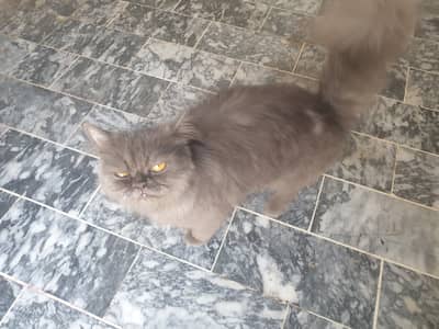 Female 2 saal
