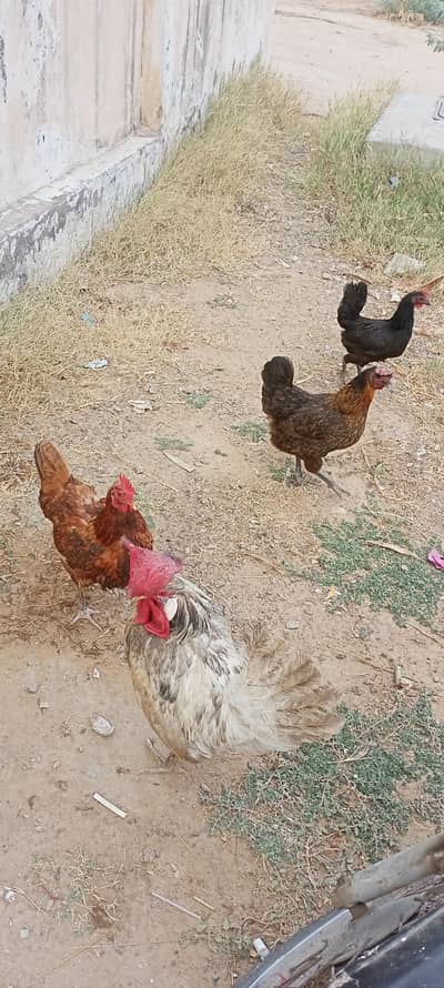 Hens for Sell