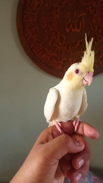handtame cockatiel