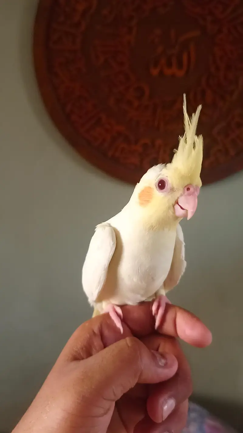 handtame cockatiel — photo 2