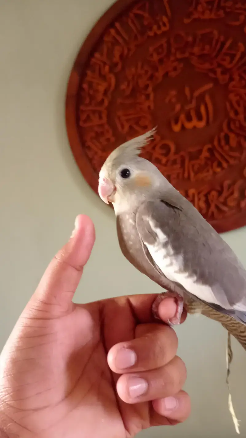 handtame cockatiel — photo 3