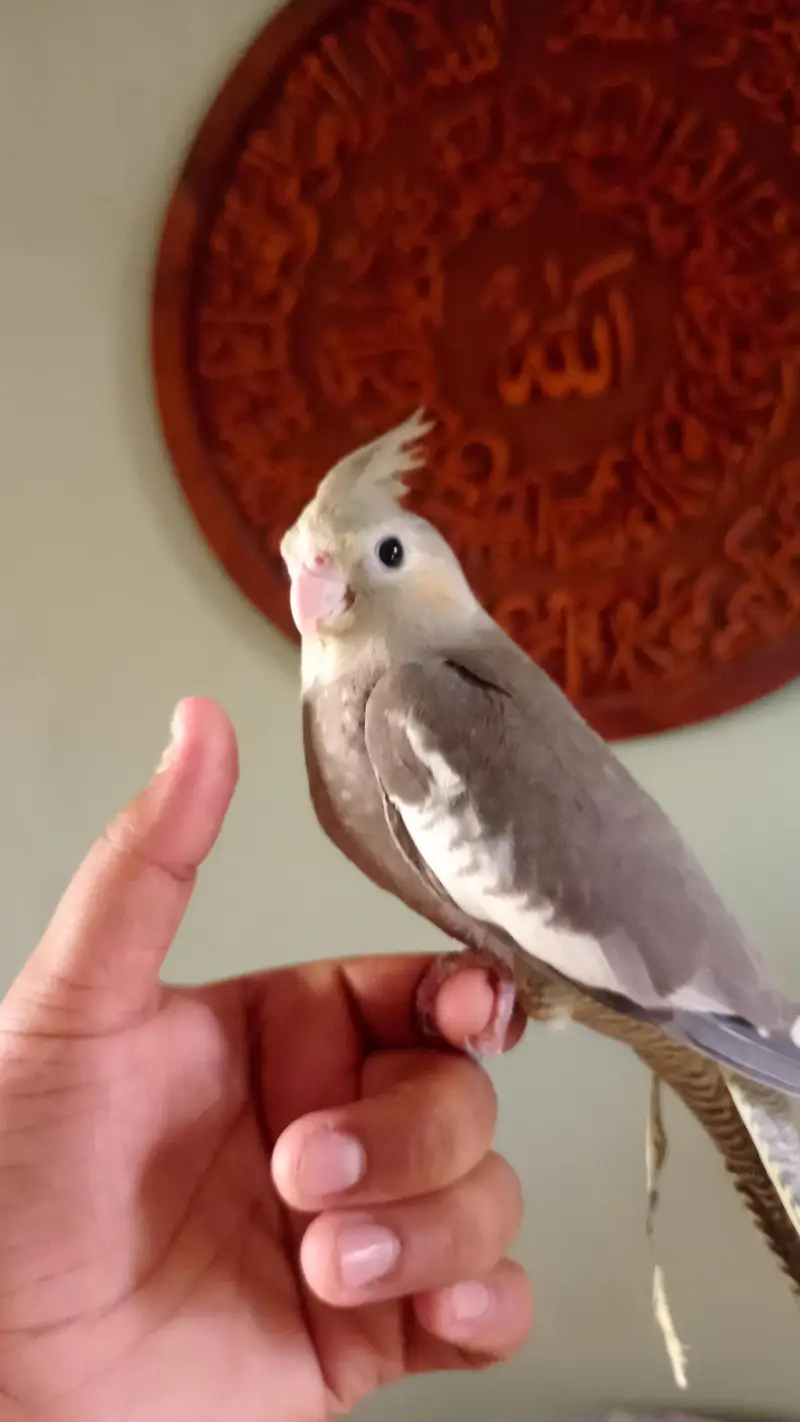 handtame cockatiel — photo 4