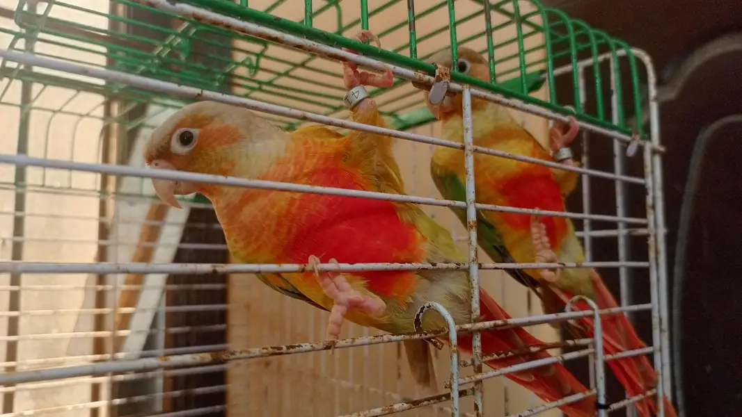 handtame cockatiel — photo 5