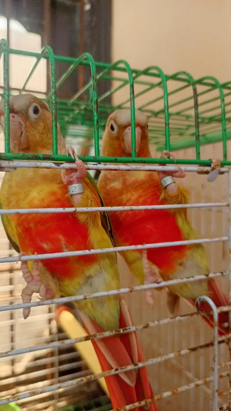 handtame cockatiel — photo 6