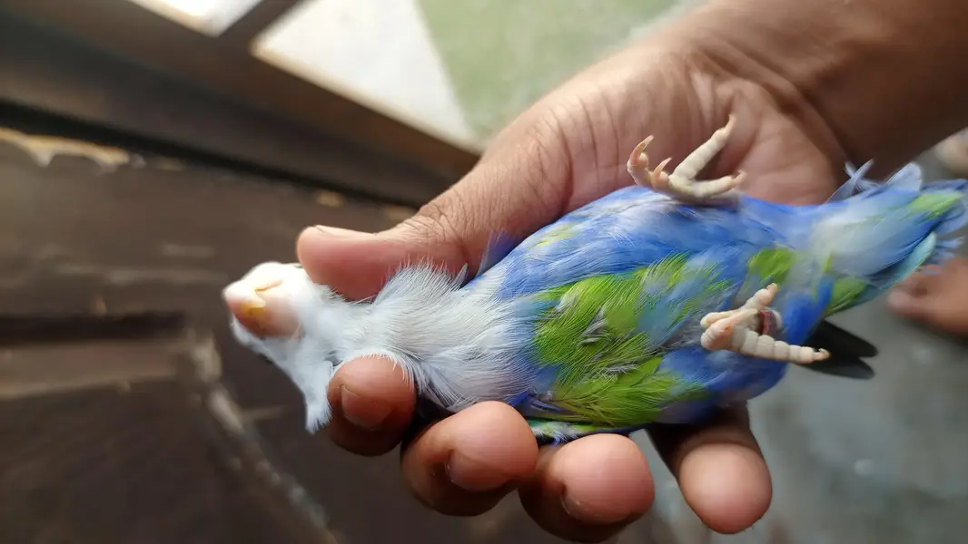 handtame cockatiel — photo 7