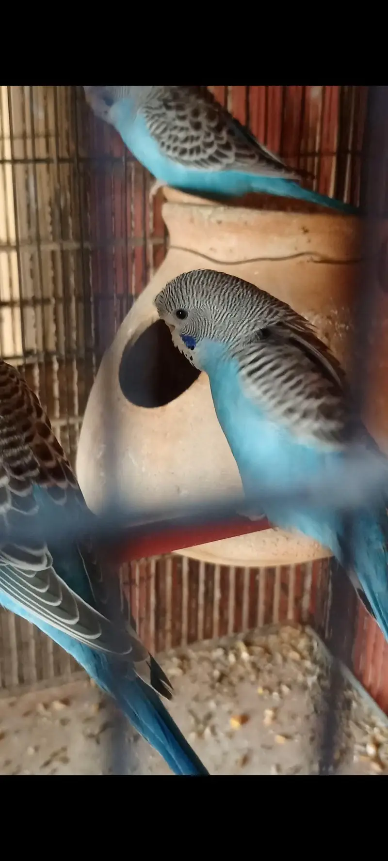 handtame cockatiel — photo 8