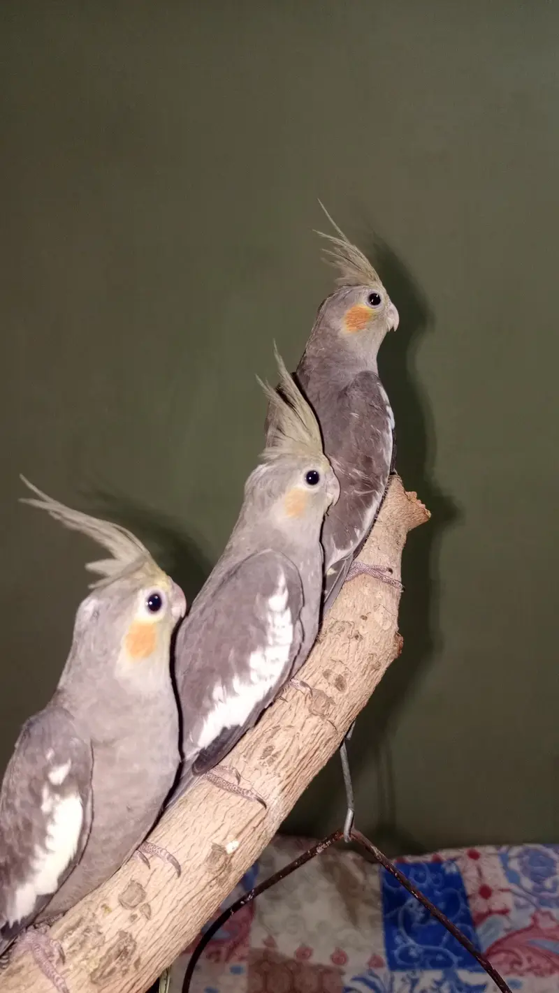 handtame cockatiel — photo 9