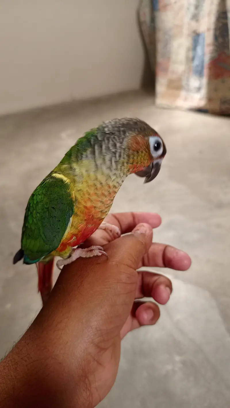 handtame cockatiel — photo 10