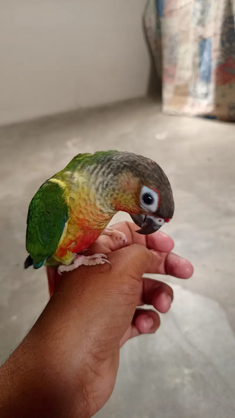 handtame cockatiel — photo 11