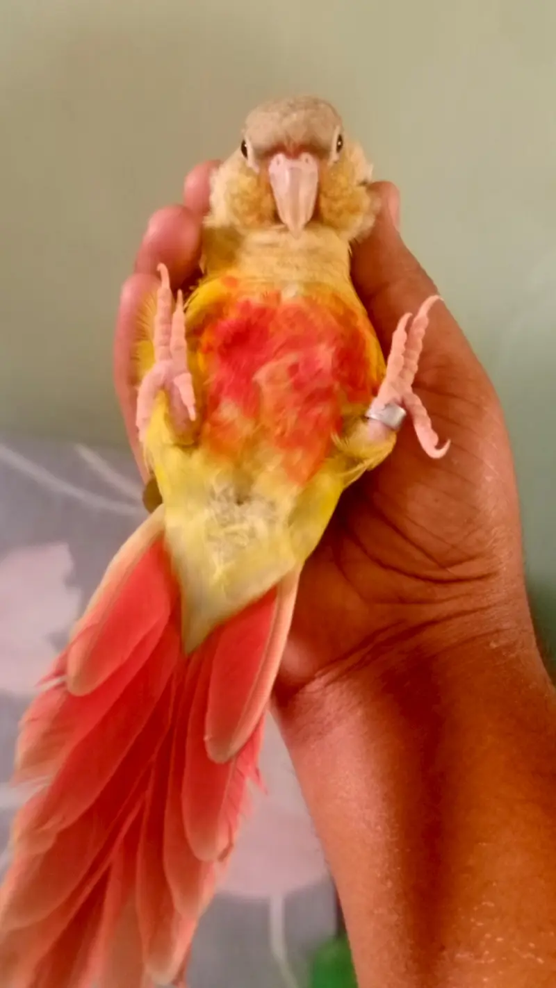 handtame cockatiel — photo 12