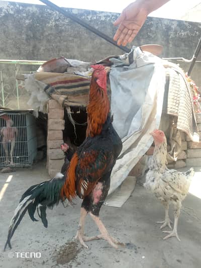 aseel hens