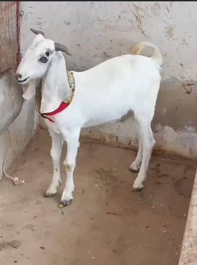 TAPRA BAKRA