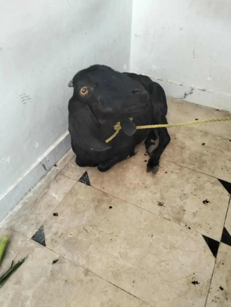 Female teddy pregnant goat