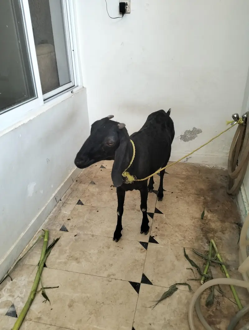 Female teddy pregnant goat — photo 2
