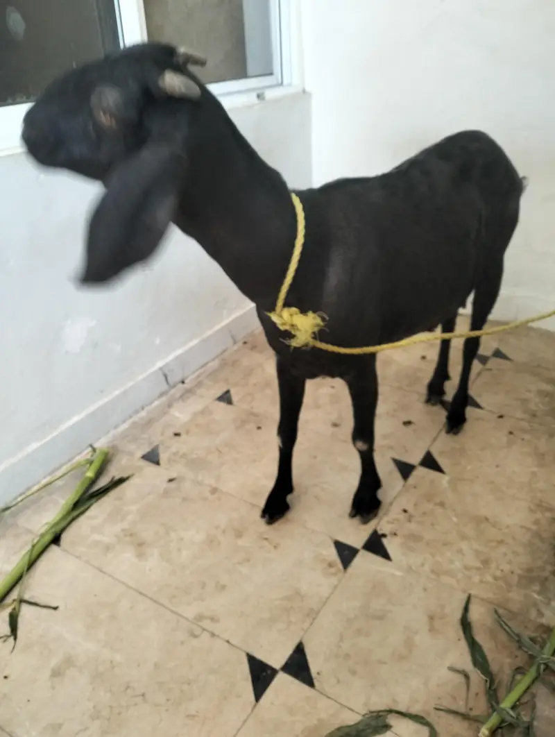 Female teddy pregnant goat — photo 3