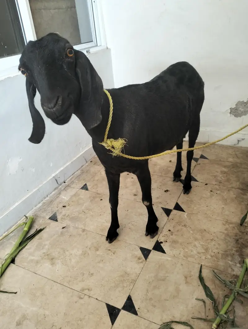 Female teddy pregnant goat — photo 4