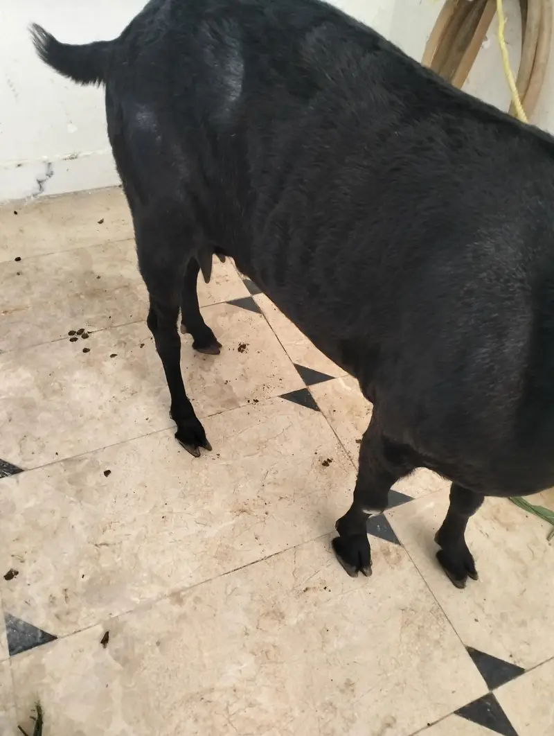 Female teddy pregnant goat — photo 5