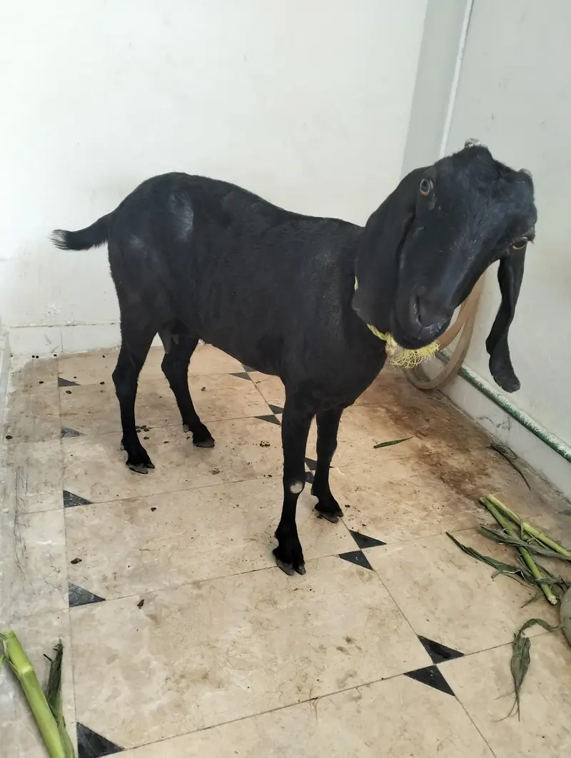 Female teddy pregnant goat — photo 6