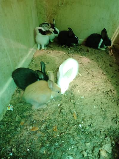 Rabbits Babies