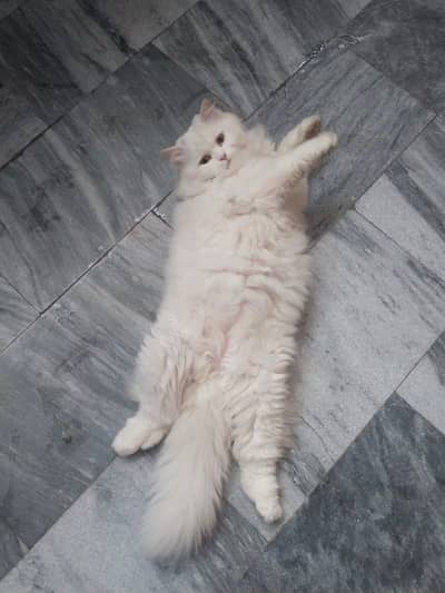 PERSIAN HIGH QUALITY CATS