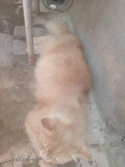 Persian cat trained