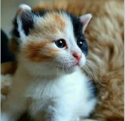 Colorful Persian kittens