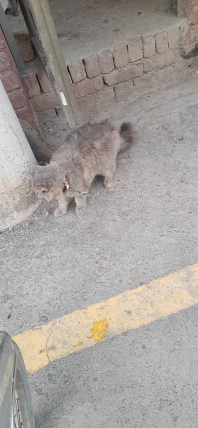 A beautiful Cat