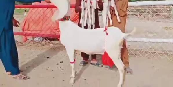 3 Bacchon Ka Sath Rajanpuri Bakri For Sale/ 03246711890