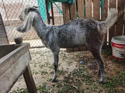 dasi bakri for sale