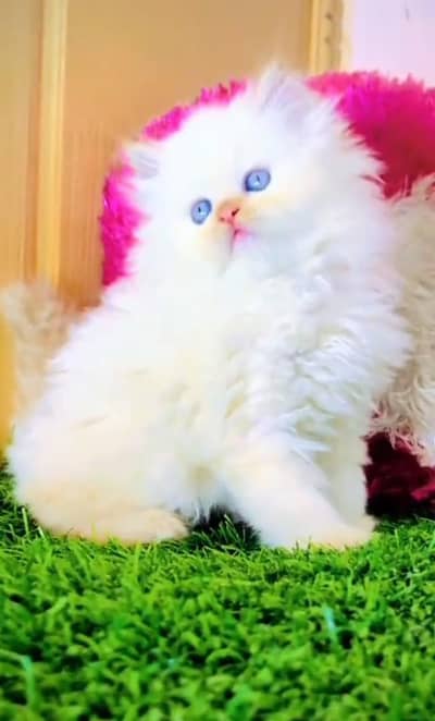 Persian cat triple kot,for sale,my WhatsApp 03493317649