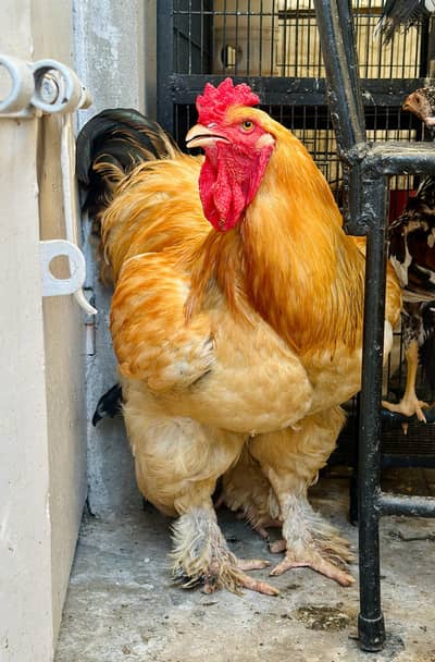 Brahma Chicks