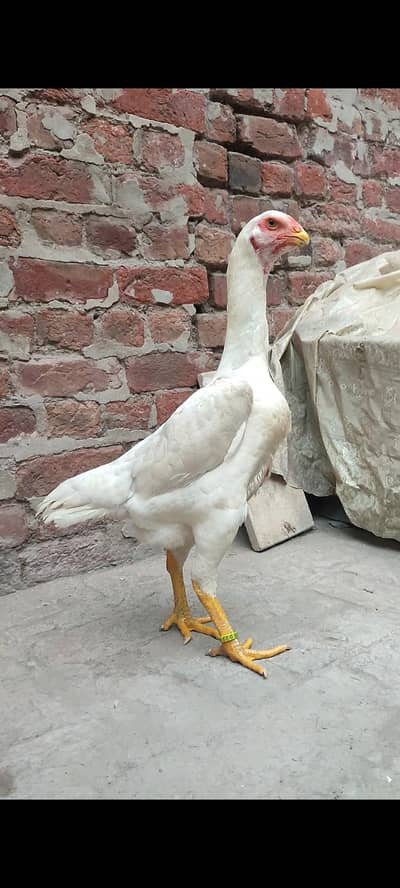 Quality White O Shamo Madi