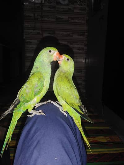 greenparrot chicks available healthy and active