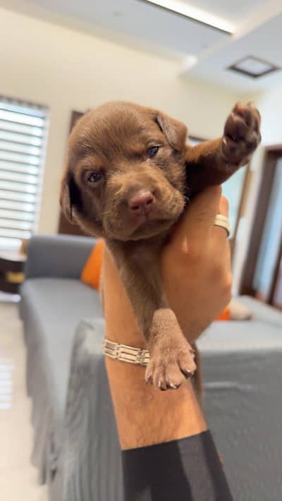 Labra Puppy | Labrador Dog | Labrador Puppy | Puppies | Dog For Sale