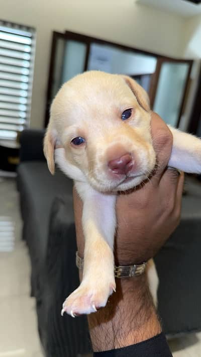 Labra Puppy | Labrador Dog | Labrador Puppy | Puppies | Dog For Sale