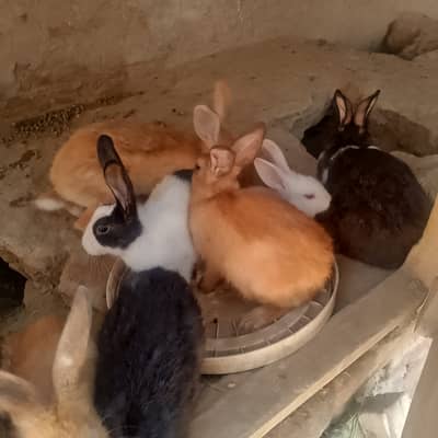 1 pair + 9 rabbits