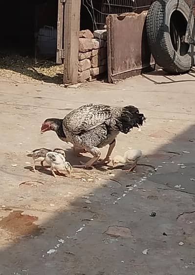 Original sindhi Breed chick's