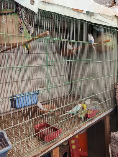 Australian Parrot