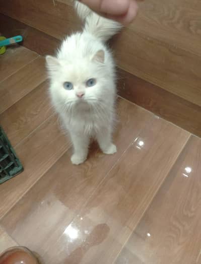 Persian white Cat
