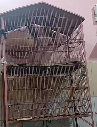 ringneck breeder pair