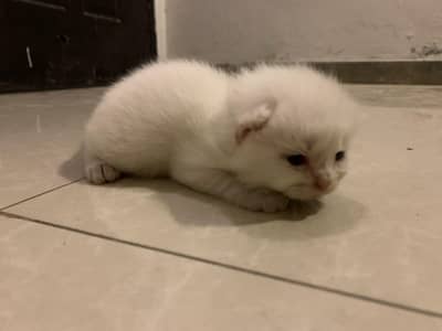 Persian Cat's kitten For sale
