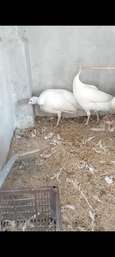 Turkey tiro
