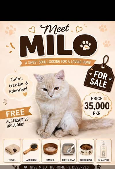urgent sale for cat