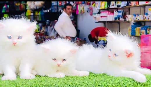 Persian cat triple kot,for sale,my WhatsApp 03493317649