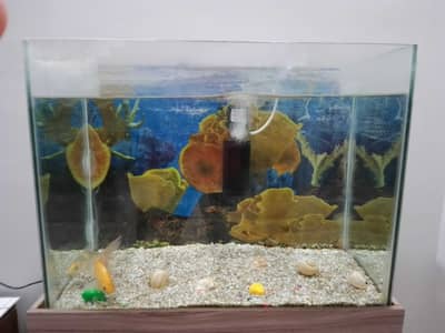 Aquarium with Fishes + other accessories