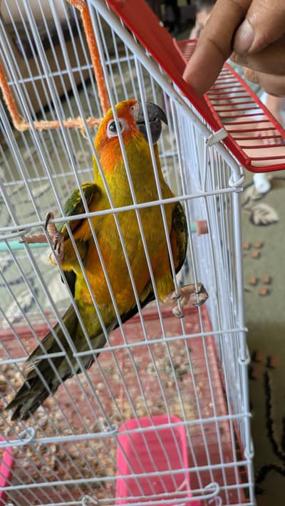 sun conure friendly nature with flying tame