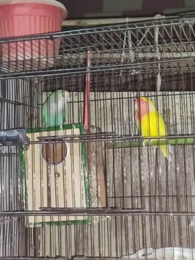 love bird