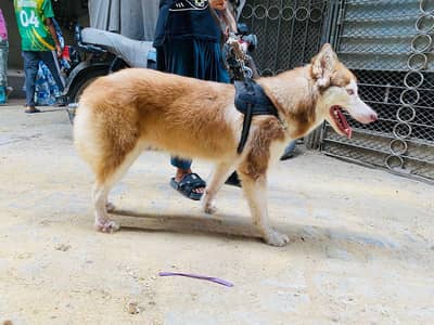 Female Husky Need Good offer