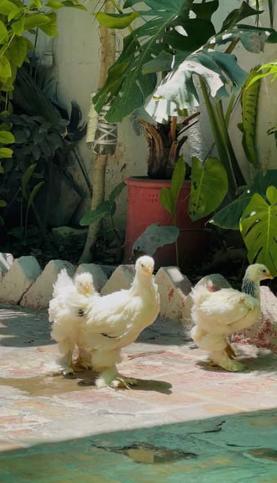 Top Quality Light Columbian Brahma Chicks for sale
